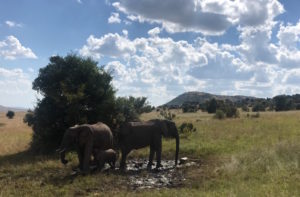 Stories from Swamp Corps Kenya